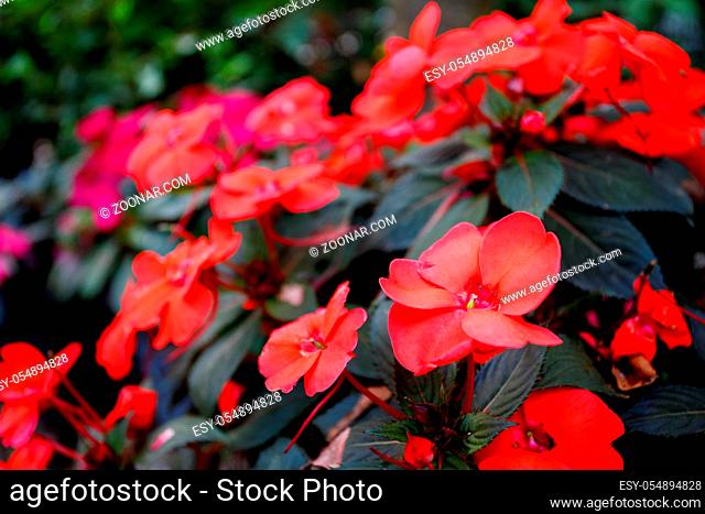 Red and New Guinea impatiens flower in autumn garden
