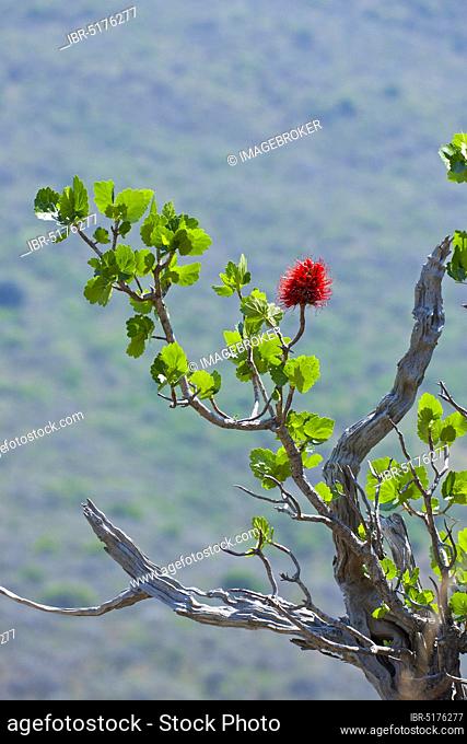 Natal Bottlebrush (Greyia sutherlandii), Hidden Valley, KwaZulu-Natal, South Africa, Africa