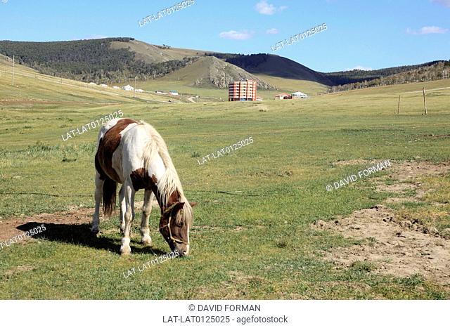The landscape of the northern regions of Mongolia is protected by a series of National Park areas, and the population who live there are primarily herdsmen and...