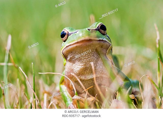 Small green frog on grass