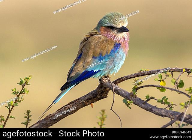 Africa, East Africa, Kenya, Masai Mara National Reserve, National Park, Long-tailed Roller (Coracias caudatus), perched on tree
