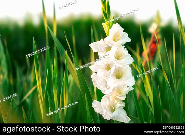 White colored flowers on abstract blurred background