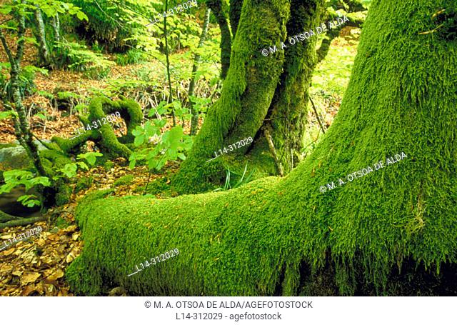 Moss in forest, Irati. Navarra, Spain