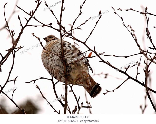 Spruce Grouse perched in tree