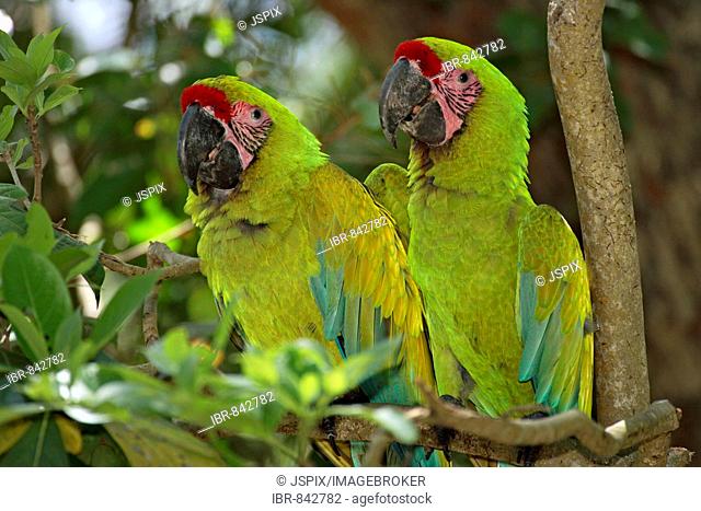 Military Macaw (Ara militaris), adult pair perched on a tree, Roatan, Honduras, Central America