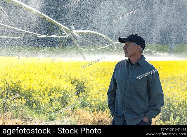 USA, Idaho, Sun Valley, Farmer standing in mustard field during irrigation