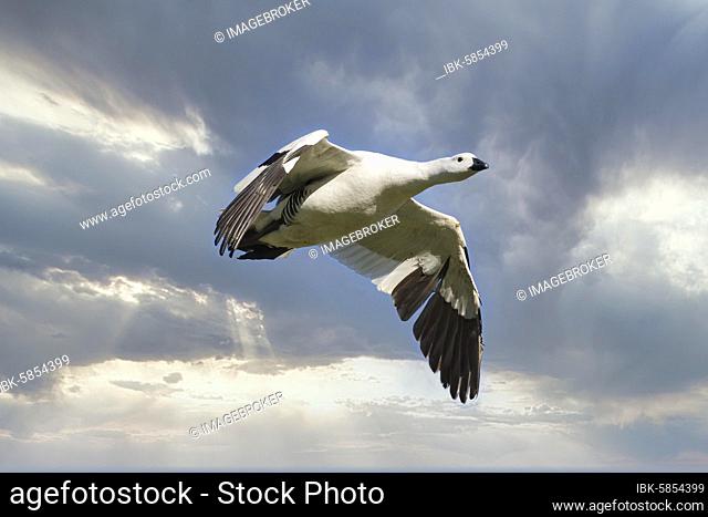 Male Upland Goose (Chloephaga picta) flying against the sky, Grave Cove, West Falkland Island, Falkland Islands, British Overseas Territory, South America