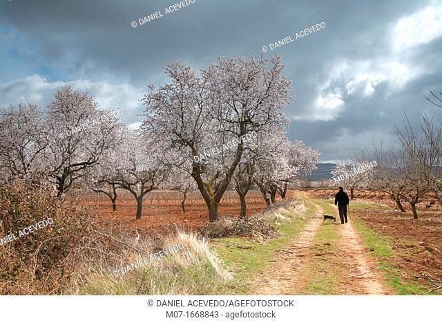 Walking on springtime, Almond trees in Leza valley, Rioja wine region, Spain, Europe
