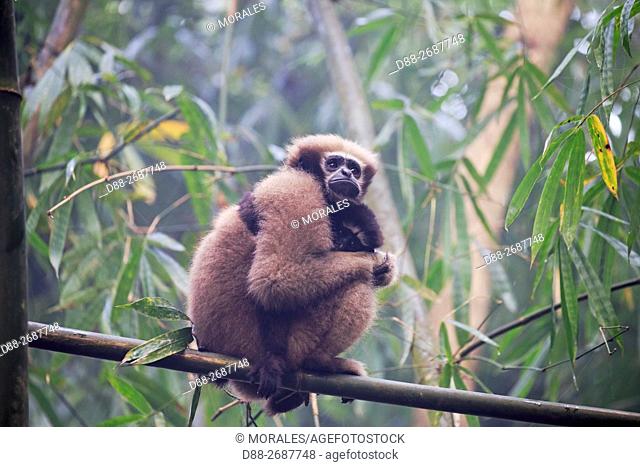 South east Asia, India, Tripura state, Gumti wildlife sanctuary, Western hoolock gibbon (Hoolock hoolock), adult female with baby