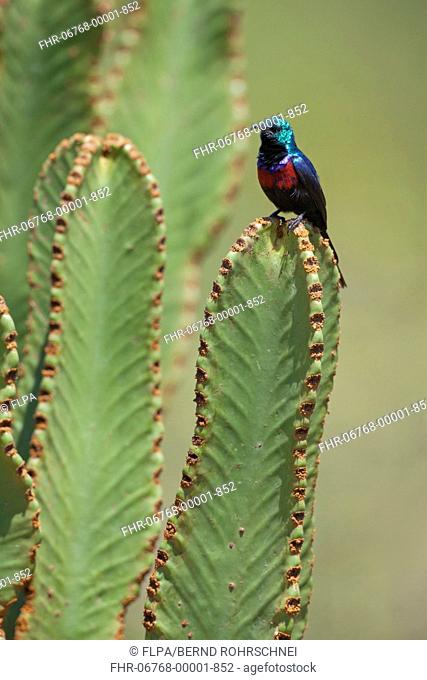Red-chested Sunbird Nectarinia erythrocerca adult male, perched on euphorbia, Uganda