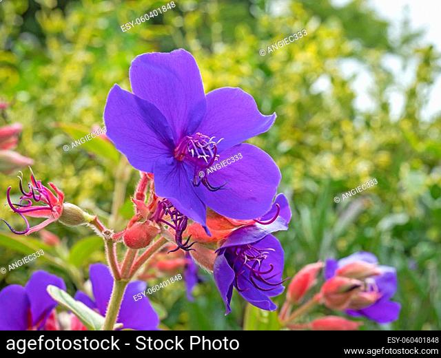 Princess flower also known as purple glory and glory bush, Tibouchina urvilleana, blossom and seed pods in a garden