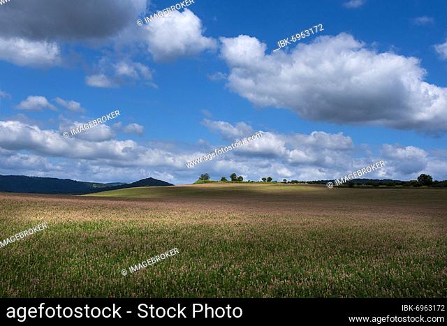 Alfalfa field in Limagne plain, Puy de Dome department, Auvergne-Rhone-Alpes, France, Europe