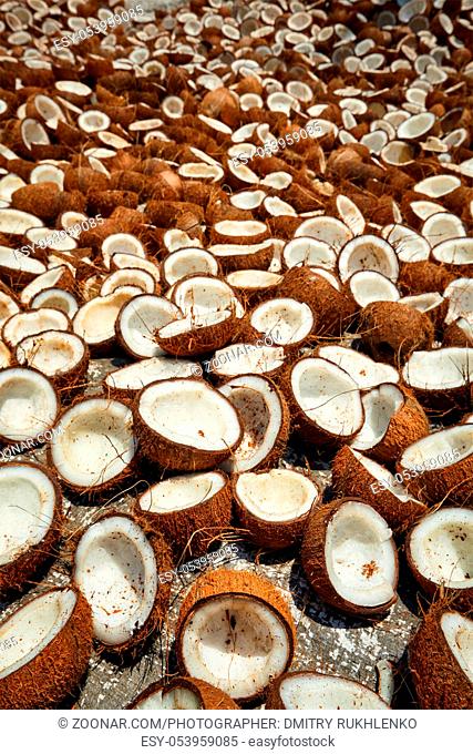 Drying coconuts. Kerala, India