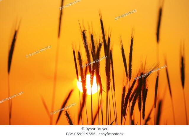 Sol de verano brillando a través de jóvenes brotes de trigo amarillo. Campo de trigo en el sol del amanecer del atardecer. De cerca