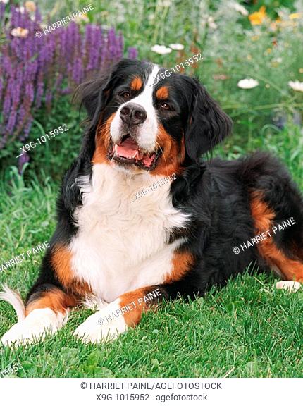 Bernese Mountain Dog: type of breed