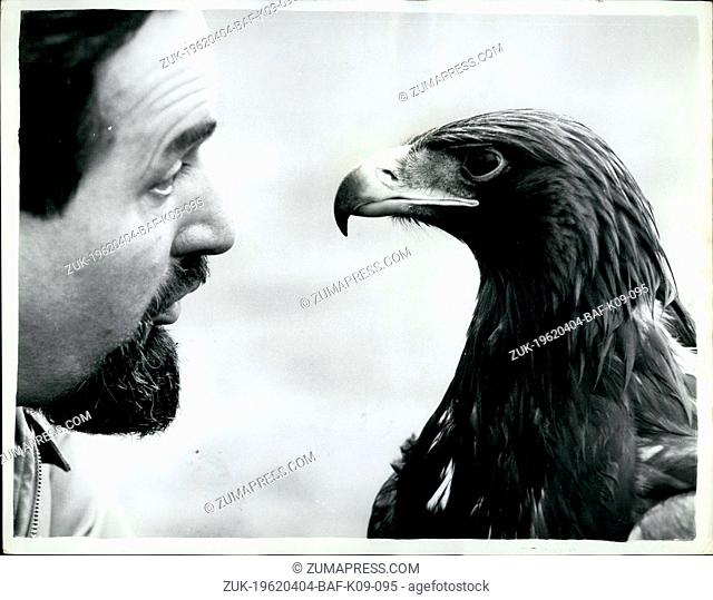 Apr. 04, 1962 - Phillip Has The Job Of 'Untaming' The Golden Eagle: The Golden Eagle is a rare bird on these shores - and even rarer- is a tame one