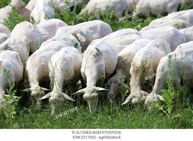 europe, italy, tuscany, crete senesi area, vergelle ranch, sheeps