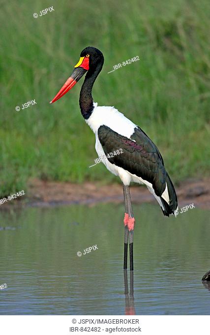 Saddle-billed Stork (Ephippiorhynchus senegalensis), adult standing in water, Sabi Sand Game Reserve, South Africa