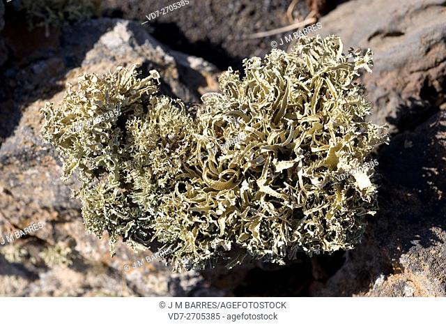 Ramalina canariensis is a fruticose lichen. Ascomycota. Ramalinaceae. This photo was taken in Timanfaya National Park, Lanzarote, Canary Islands