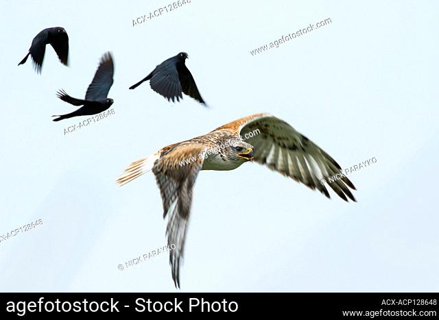Ferruginous hawk, Buteo regalis, and Brewer's blackbirds, Euphagus cyanocephalus, near Monarch, Alberta, Canada