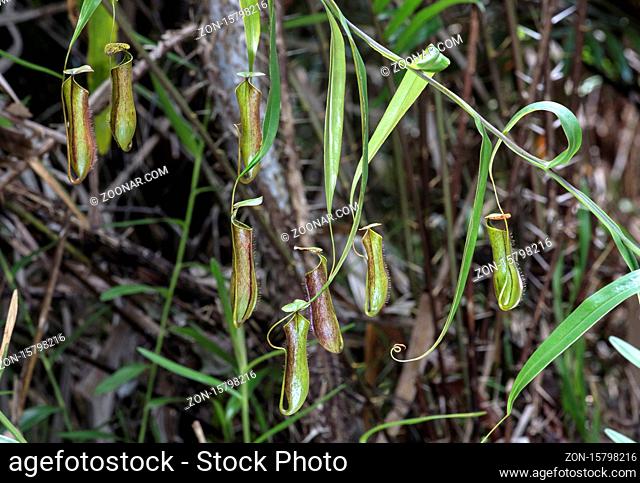 Kannenpflanzen (Nepenthes gracilis) in situ, Familie der Kannenpflanzengewächse (Nepenthaceae), Kinabatangan Flussebene, Sabah, Borneo