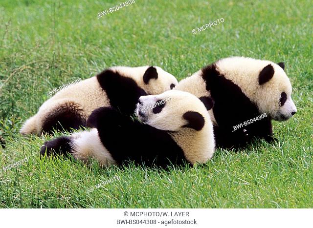 giant panda (Ailuropoda melanoleuca), three eight months old Giant Pandas in the research station of Wolong, national animal of China, China, Sichuan, Wolong