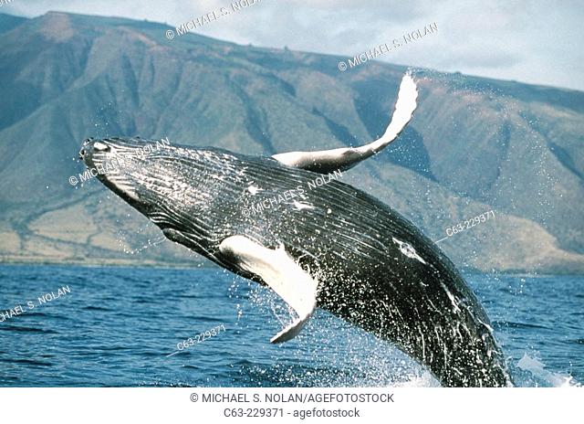 Humpback Whale calf (Megaptera novaeangliae) breaching off the coast of West Maui. Hawaii