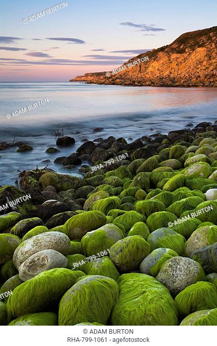 Algae covered rocks at sunrise at Church Ope Cove, Portland, Jurassic Coast, UNESCO World Heritage Site, Dorset, England, United Kingdom, Europe
