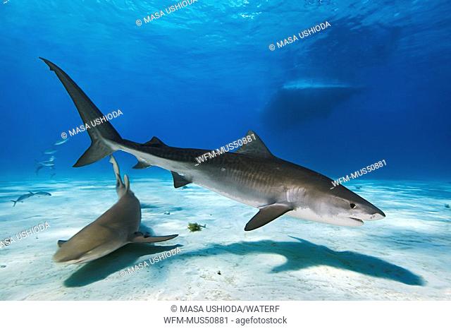 Tiger Shark and Lemon Shark, Galeocerdo cuvier, Negaprion brevirostris, West End, Grand Bahamas, Caribbean Sea, Bahamas