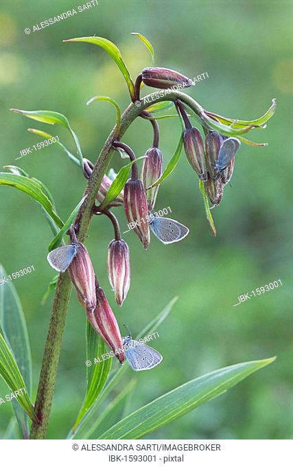 Mazarine Blue (Polyommatus semiargus) butterflies on a Martagon or Turk's Cap Lily (Lilium martagon), Prato Piazza, Alto Adige, Italy, Europe