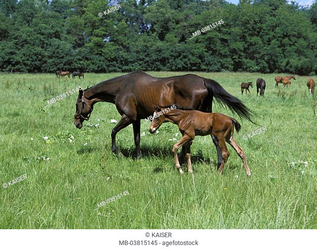 Meadow, mare, foals, movement,   Pasture, animals, mammals, Un, horses,  Young, paddock, pasture, pasture walk, paddock walk, horse attitude, animal husbandry