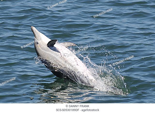 short beaked common dolphin delphinus delphis breaching, breach, Monterey bay national marine sanctuary, california, usa, east pacific ocean