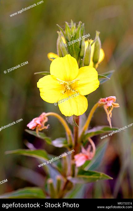 Open yellow Oenothera Biennis flower, also known as common evening-primrose, evening primerose,  evening star and sun drop