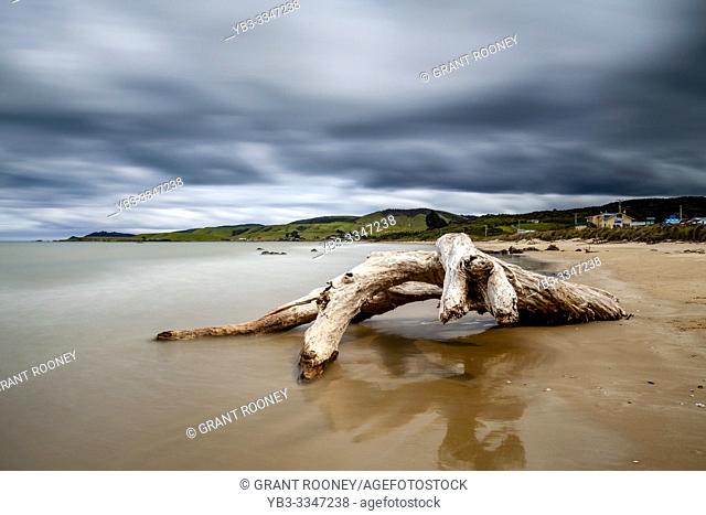 A Dead Tree On The Beach, Kaka Point, The Catlins, South Island, New Zealand