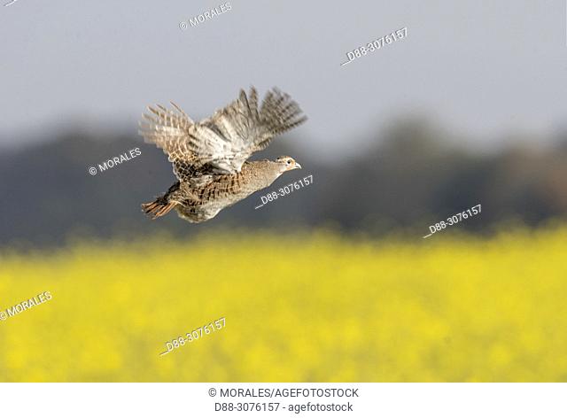 France, Bas Rhin, Grey partridge (Perdix perdix)