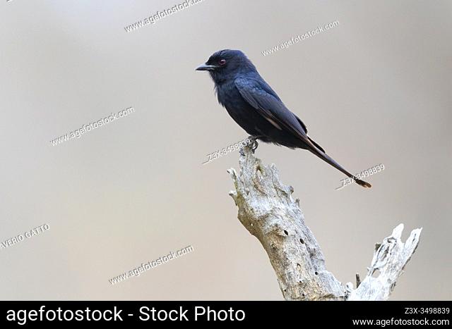 Square-tailed Drongo (Dicrurus ludwigii), side view of an adult perched on a dead branch, Mpumalanga, South Africa