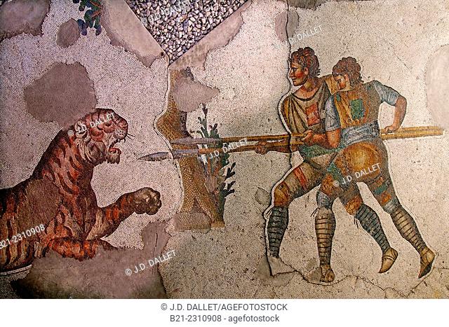 Turkey, Istanbul, Great Palace Mosaic Museum: Hunters fighting with a tiger, IIIc