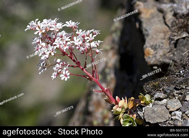 aizoon, Chondrosea aizoon, Saxifrage (Saxifraga), Saxifraga paniculata, Saxifrage family, Livelong Saxifrage flowering, growing on rocky slope, Pyrenees, France
