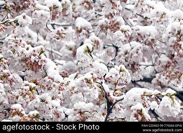02 April 2022, Bavaria, Munich: The flowers of an ornamental cherry are covered with snow. Photo: Katrin Requadt/dpa. - Munich/Bavaria/Germany
