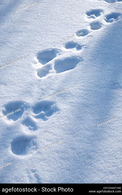 Chain of hare footprints in the snow. Natural winter background