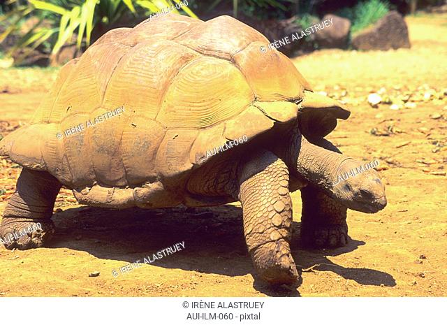 Mauritius - South Region - La Vanilla Reserve des Mascareigenes - Giant tortoise