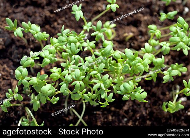 Gartenkresse; Lepidium Sativum