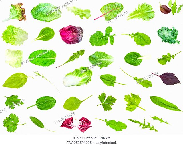 many various fresh leaves of edible greens isolated on white background