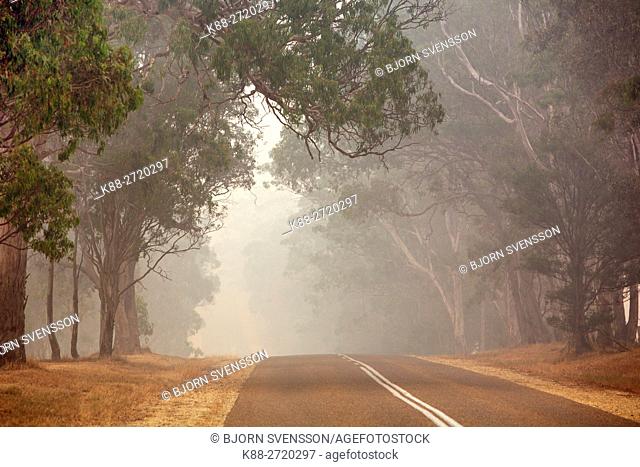 Smoke haze from 2006 bushfires in Gippsland, Victoria, Australia. This was the longest running bushfire in Australia's History