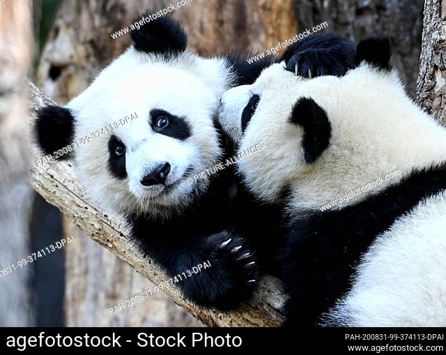 17 August 2020, Berlin: The panda twins Pit and Paule play and cuddle in their enclosure in the Berlin Zoo. They turn one year old