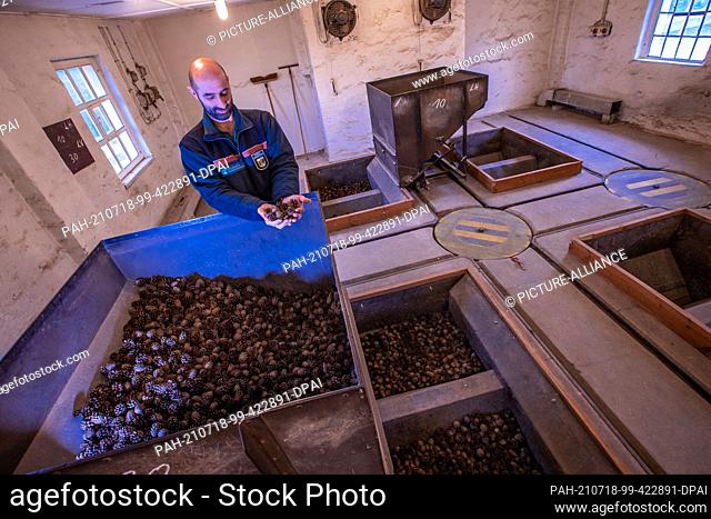 09 July 2021, Mecklenburg-Western Pomerania, Jatznick: Gunther Baumung checks pine cones stored in one of the drying rooms of the Mecklenburg-Vorpommern state...