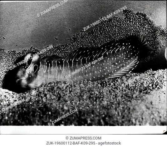1968 - First-Time Ever-Successful Breeding of Blennius Pavo A world record of its own kind as the Zoo of Basle announces that they have succeeded in breeding...