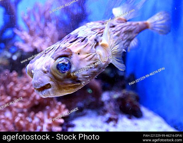 01 January 2021, Brandenburg, Potsdam: The long-spined hogfish (Diodon holocanthus) Emma swims in an aquarium during a press tour for the annual review of the...