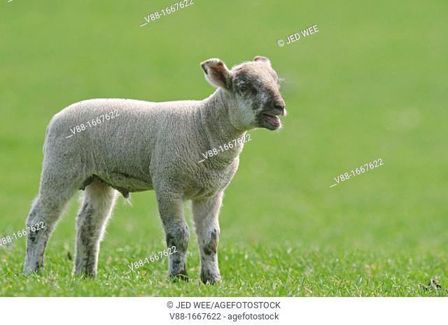 A young lamb calls out, domestic sheep, Ovis aries in a field in North Yorkshire, England