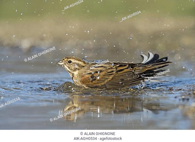 Female Common Reed Bunting